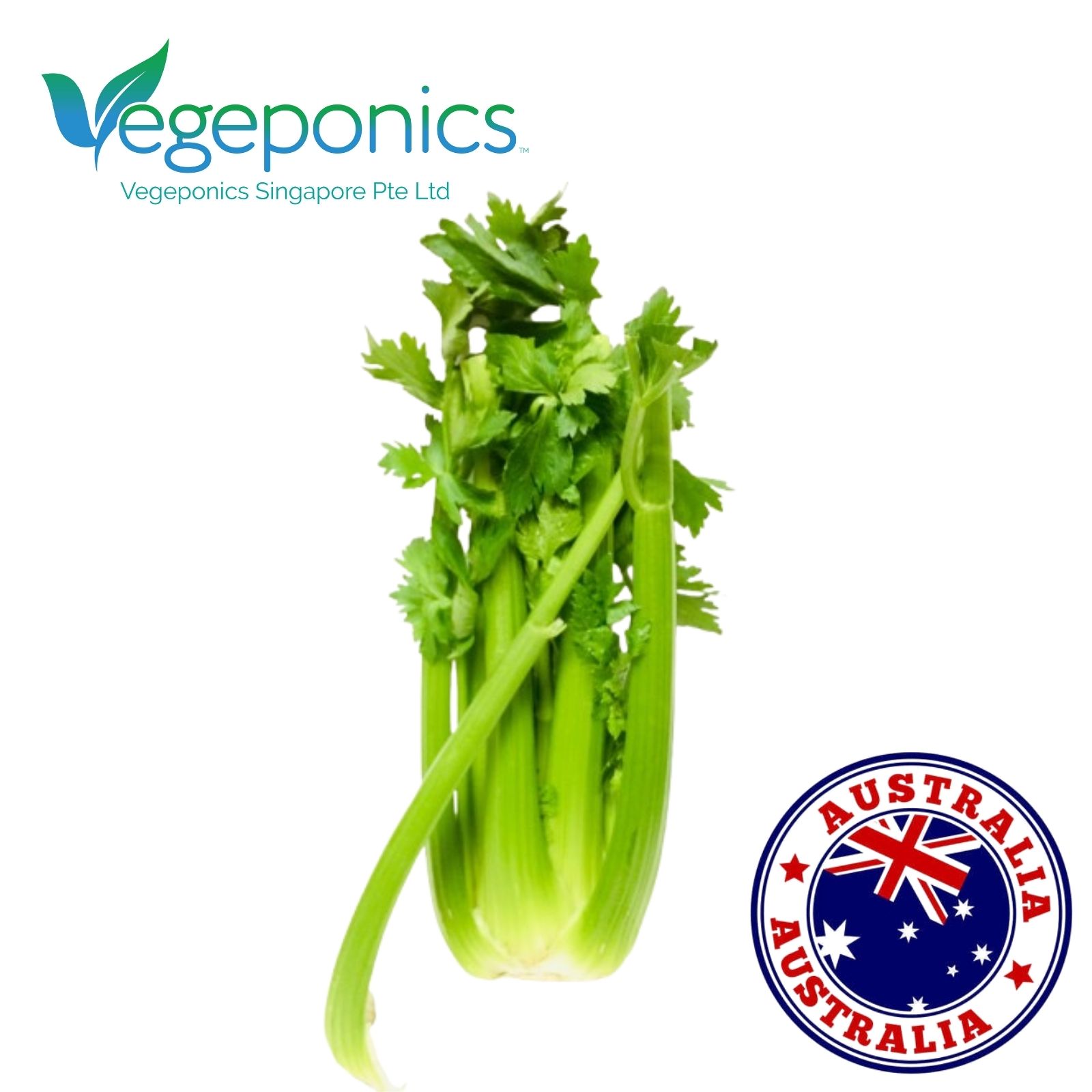 Australia Celery (450G)