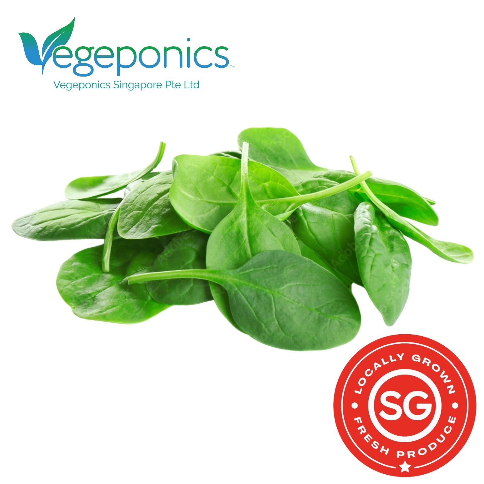 Baby Spinach (120G)