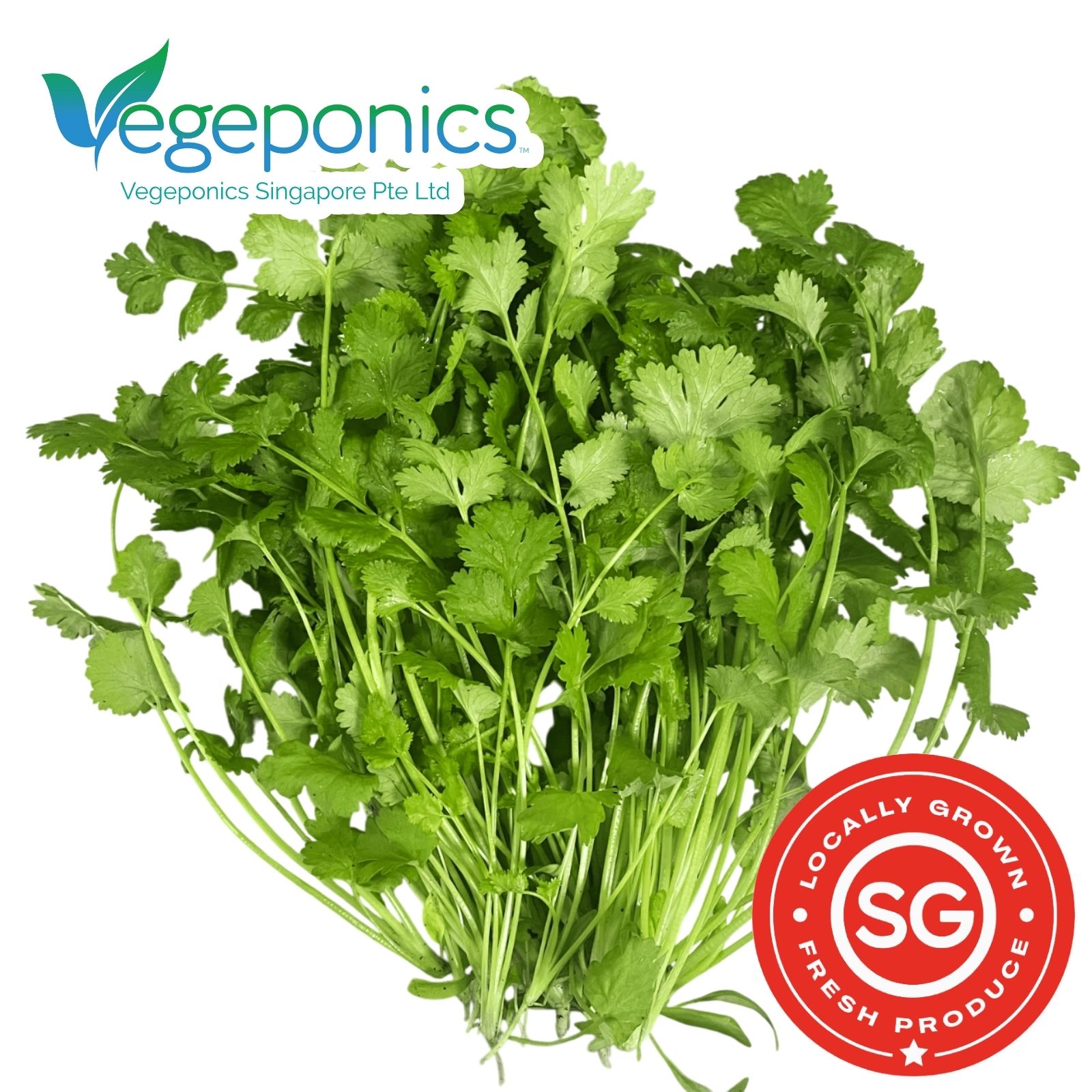 Coriander (60G)