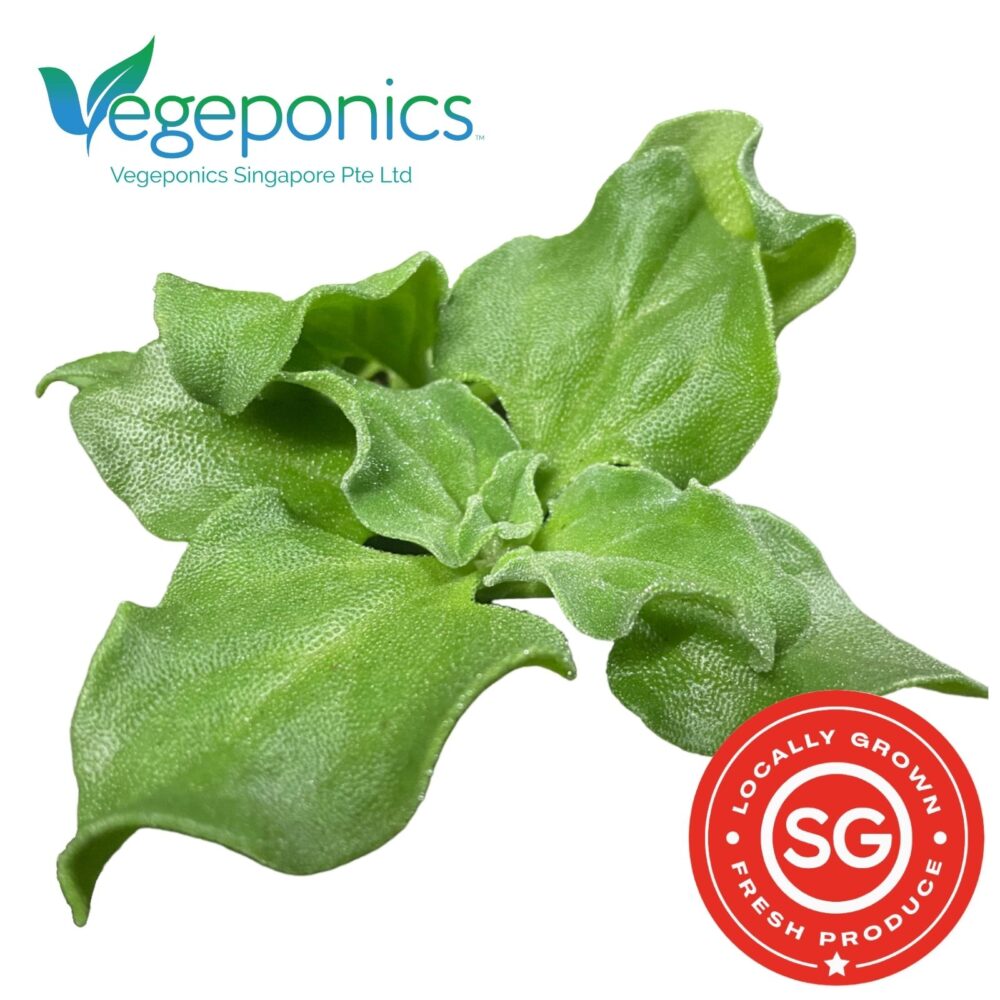 Ice plant is a unique succulent vegetable known for its fleshy, succulent leaves that have a slightly crunchy texture and a mildly salty flavor. Often used in salads and as a garnish, it is rich in vitamins and minerals, making it a nutritious and visually appealing addition to dishes.