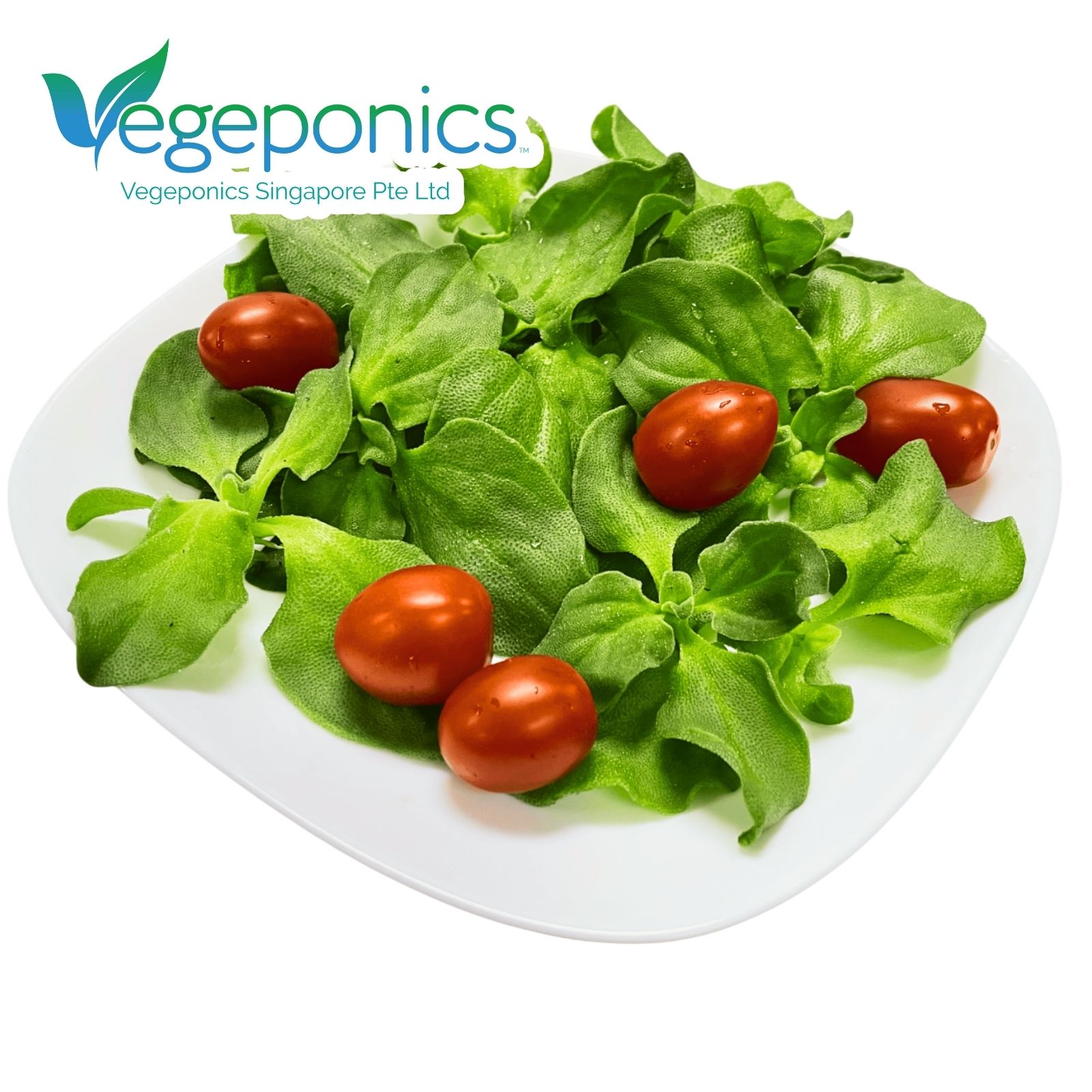 Ice Plant Salad (150G)