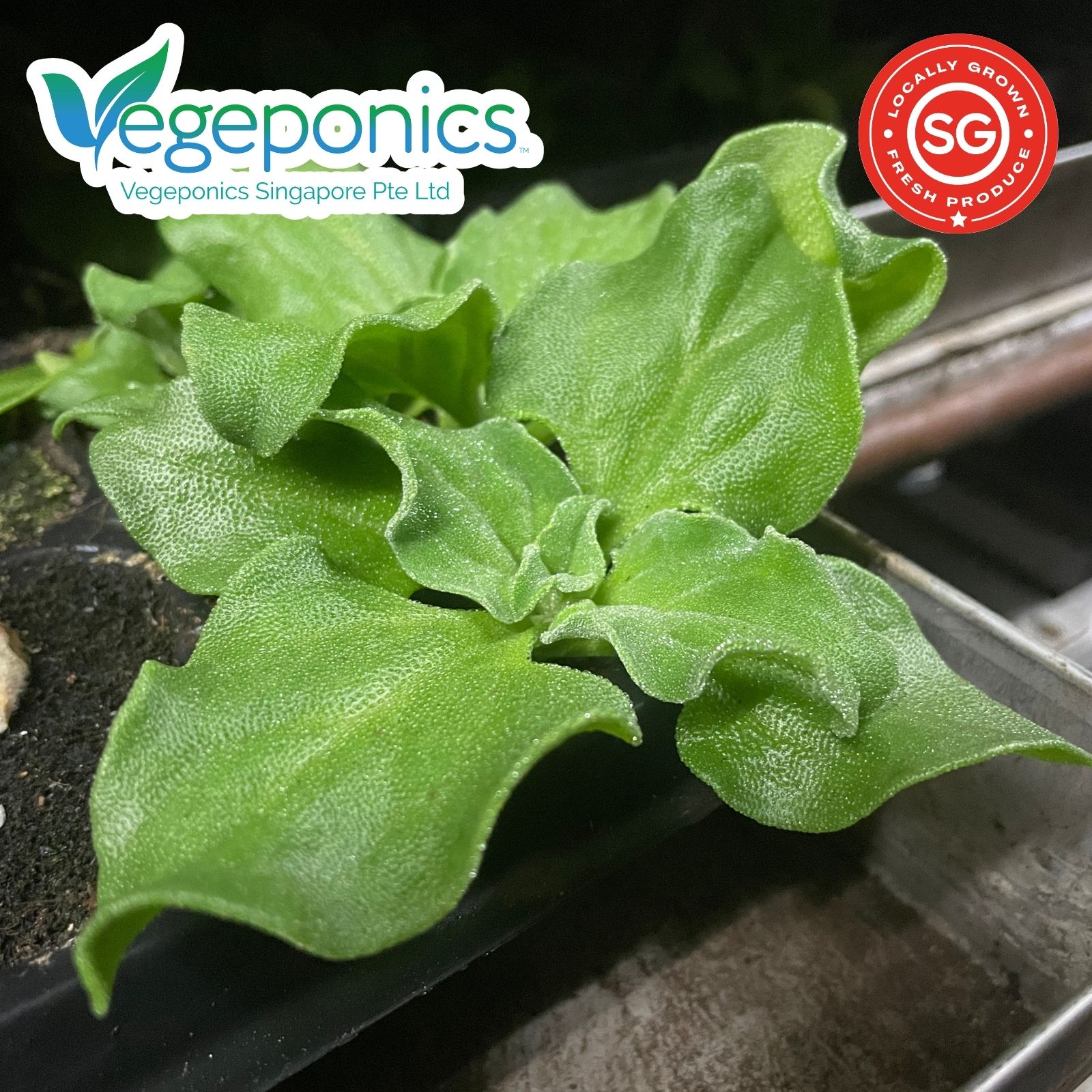 Ice Plant (80G) - Image 2