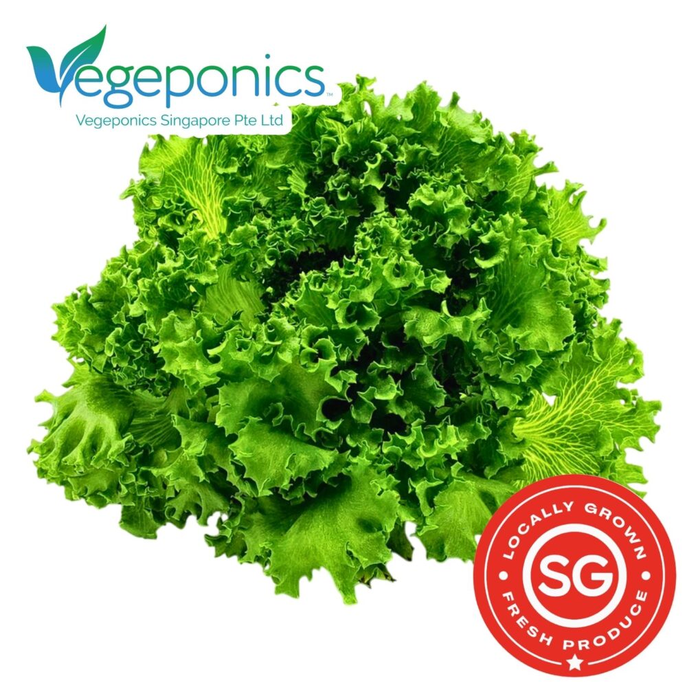 Lettuce is a crisp, leafy green vegetable that comes in various varieties, including romaine, iceberg, and butterhead, each offering a refreshing and mild flavor. Low in calories and rich in vitamins A and K, it is commonly used in salads, sandwiches, and wraps, making it a versatile staple in many cuisines.