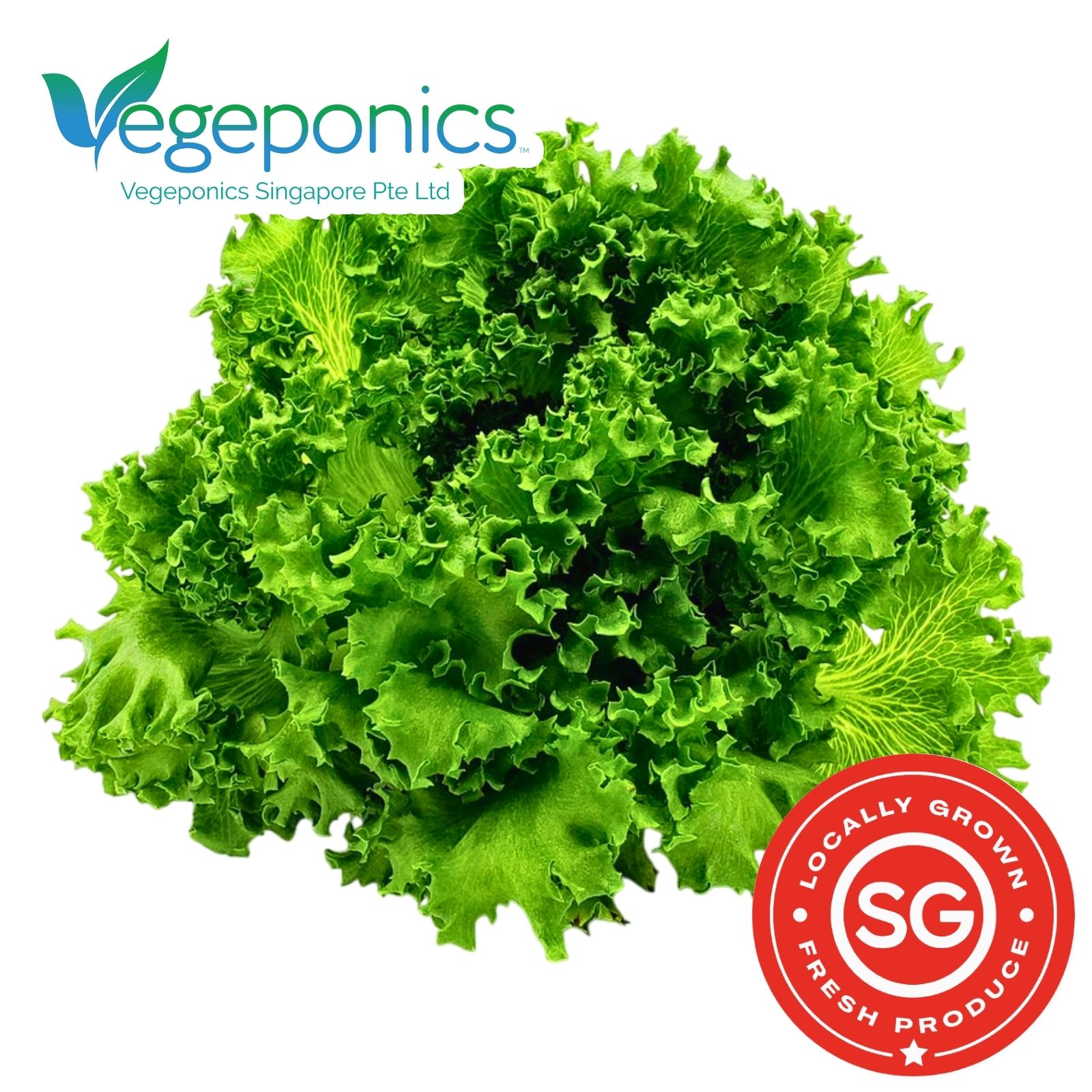 Crystal Lettuce (120G)