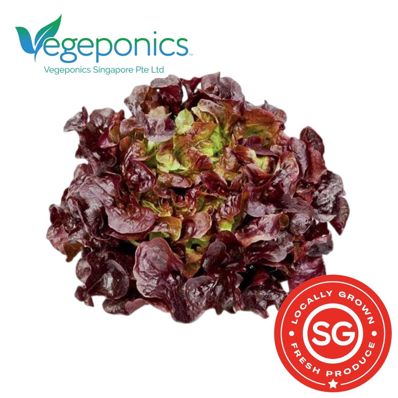 Red Lettuce (120G)