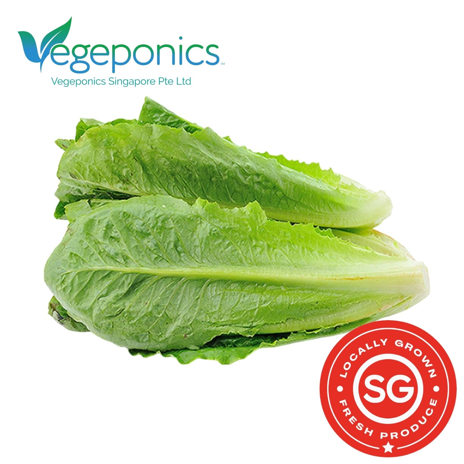 Romaine Lettuce (120G)