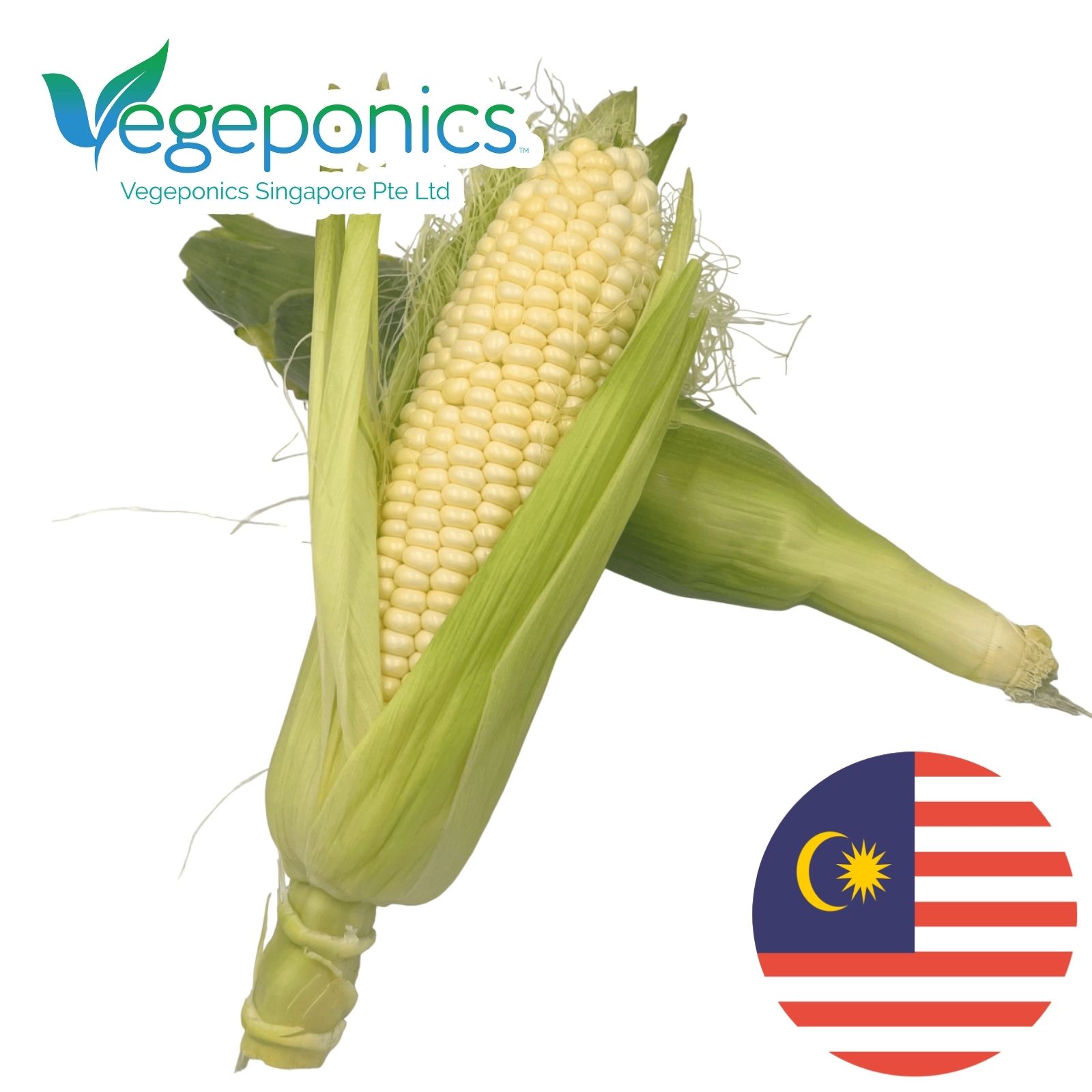 White Sweet Corn (300G)